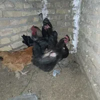 فروش مرغ و خروس