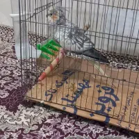عروس هلندی گلباقالی