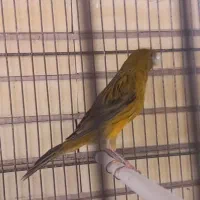 قناری ماده سبژ درشت و هیکلی