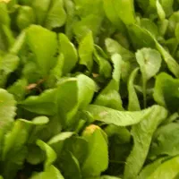 سبزی خوردن شاهی