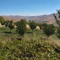 زمین کشاورزی لوله کشی قطره ای