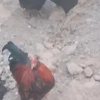 فروش خروس کاکلی پاپر