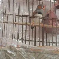فنج جوان نر