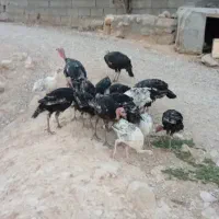 فروش بوقلمون