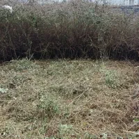 علفتراشی هرس بریدن درخت  وکار های باغبانی