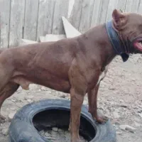 سگ پیتبول نر آماده جفت گیری