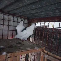 جفت دوبال و چپ