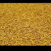 بذر یونجه برند وارداتی