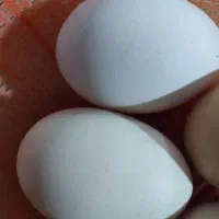 تخم مرغ محلی و تخم بوقلمون تازه بدون نطفه