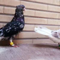 کبوتر کوهی کرم دمسفید اشعل سینه