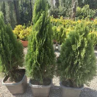 نهال|خدمات باغبانی و درختکاری|محمدیه-قزوین, |دیوار