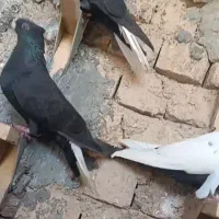 سینه دمبی دم سفید شمعک تخت