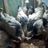 خروس برهما وبوقلمون