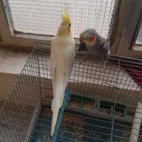 دوعددعروس هلندی.ودوعددقفس