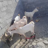 ادرس نودژ