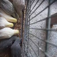 عروس هلندی ۸ ماهه