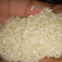 برنج محلی چمپا