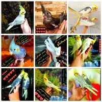 عروس هلندی پرورشگاه تخصصی سخنگو رقاص مولد تضمینی|پرنده|تهران, استاد معین|دیوار