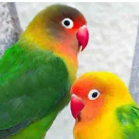 طوطی