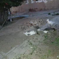 غازجوان