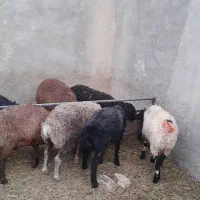 بره مناسب برای عقیقه و قربانی و پرواری