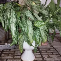 گل سالم و سرحال با گلدان سفالی