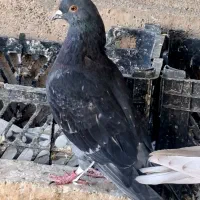۳عددکفتر گرفتنی پرشی