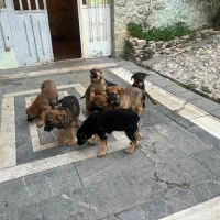 توله سگ ژرمن