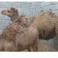 هاشی