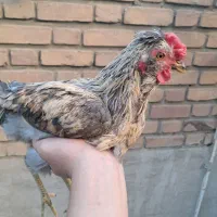 خروس گلین