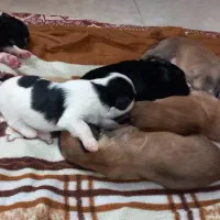 یک قلاده سگ میکس پامر شیواوا جذاب و باهوش