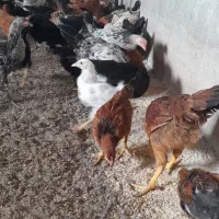 فروش نیمچه مرغ