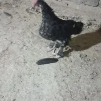 دو عدد جوجه  خروس دوماهه