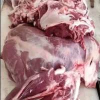 گوشت گرم گوساله و تلیسه