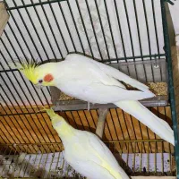 عروس هلندی مولد