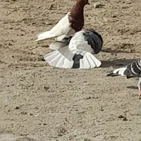 کفتر‌ نر‌ گرفتنی