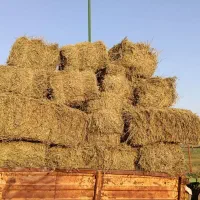 یونجه درجه 1