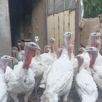 بوقلمون گوشتی