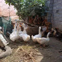 ۷عدد قو غاز نر و ماده