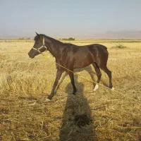 اسب گمشده
