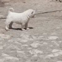 سگ نر