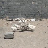 قوغاز‌