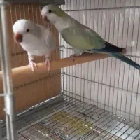 جفت راهب رنگ خاص مولد