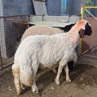دو راس قوچ سنجابی در مشهد