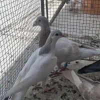 جوجه کفتر