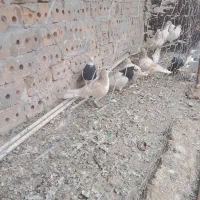 کبوتر ساده اصلی جفتی