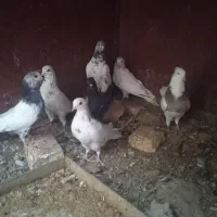 کبوتر