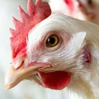 نیروی وارد کار مرغداری گوشتی