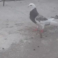 کبوتر شازده