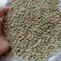 حبوبات نخودعدس اردبیل